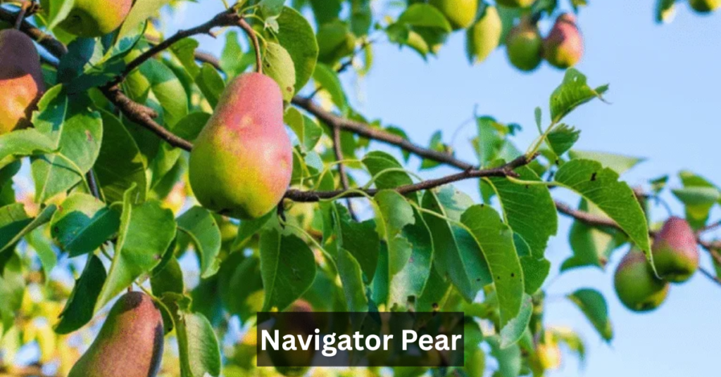 Navigator Pear