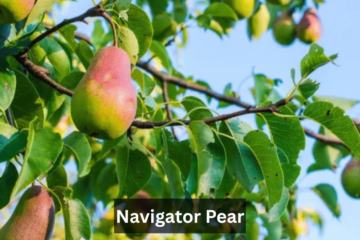Navigator Pear