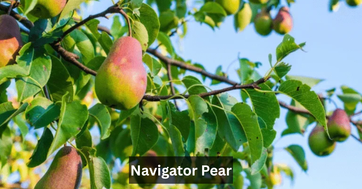 Navigator Pear